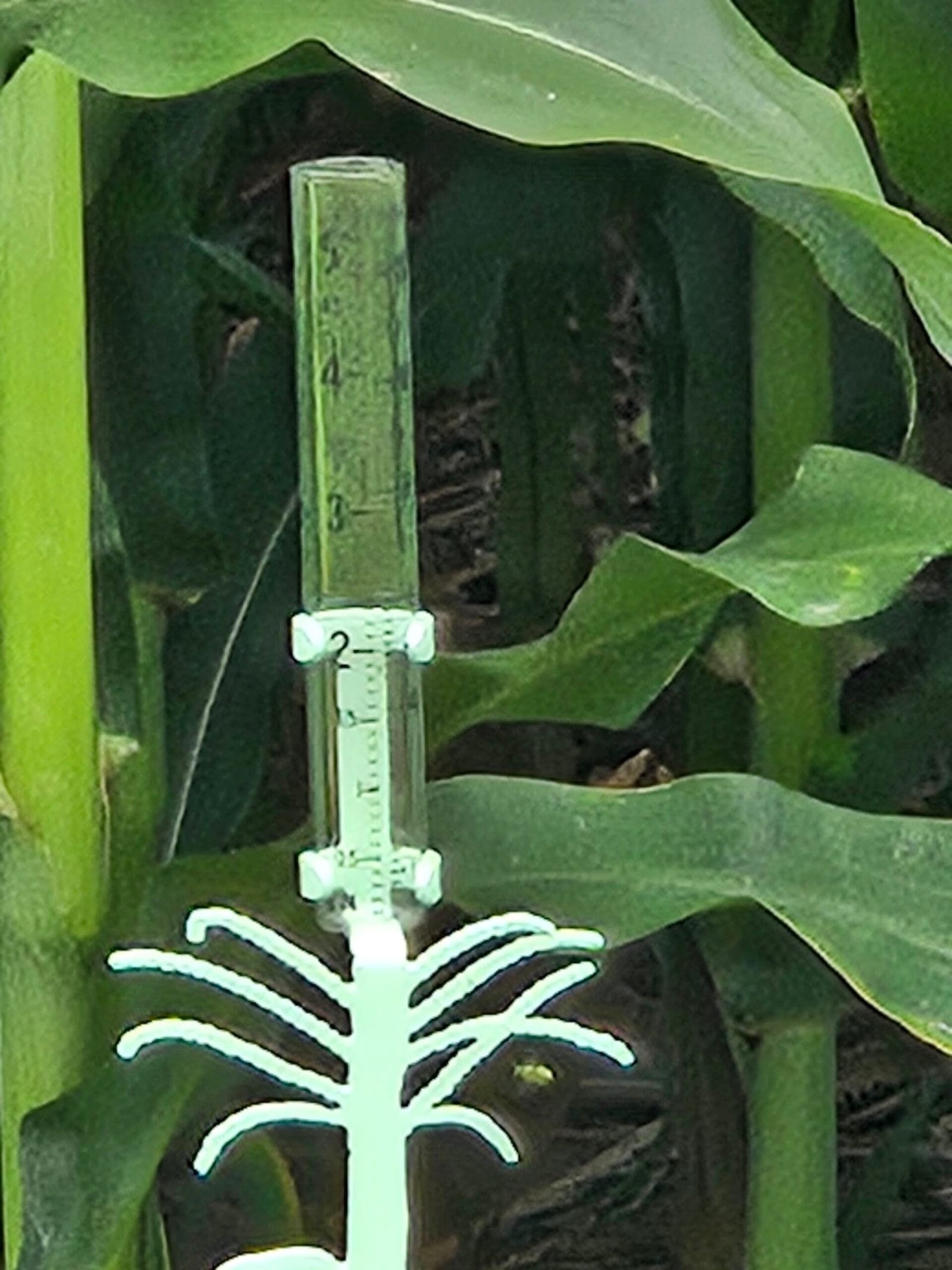 Corn Stalk Design Rain Gauge, Garden Rain Gauge, Farm Rain Gauge - Image 2