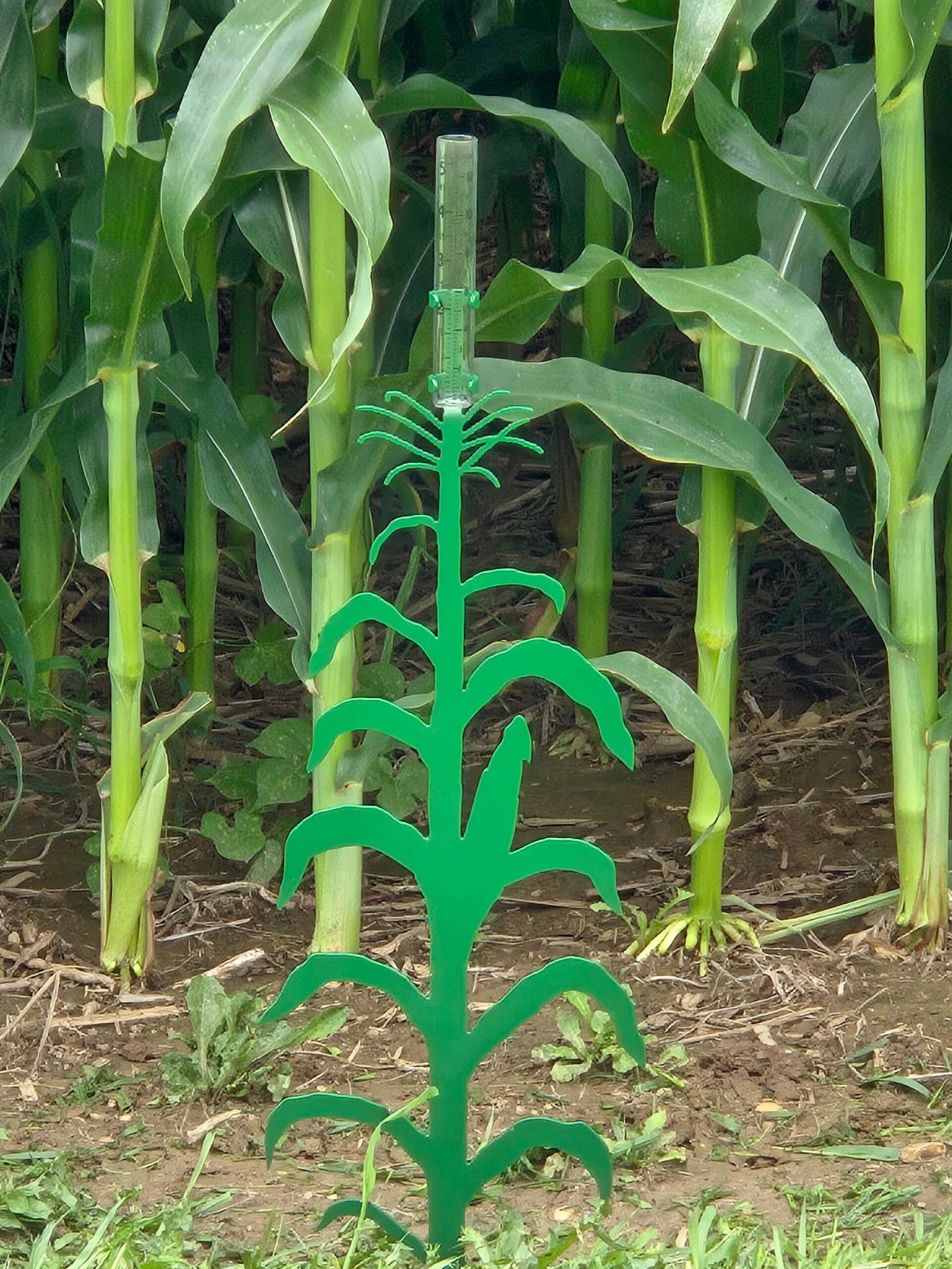 Corn Stalk Design Rain Gauge, Garden Rain Gauge, Farm Rain Gauge