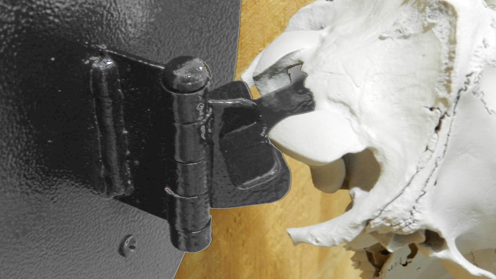 European Mount Deer Skull Hanger Decorative Plaque - Image 12