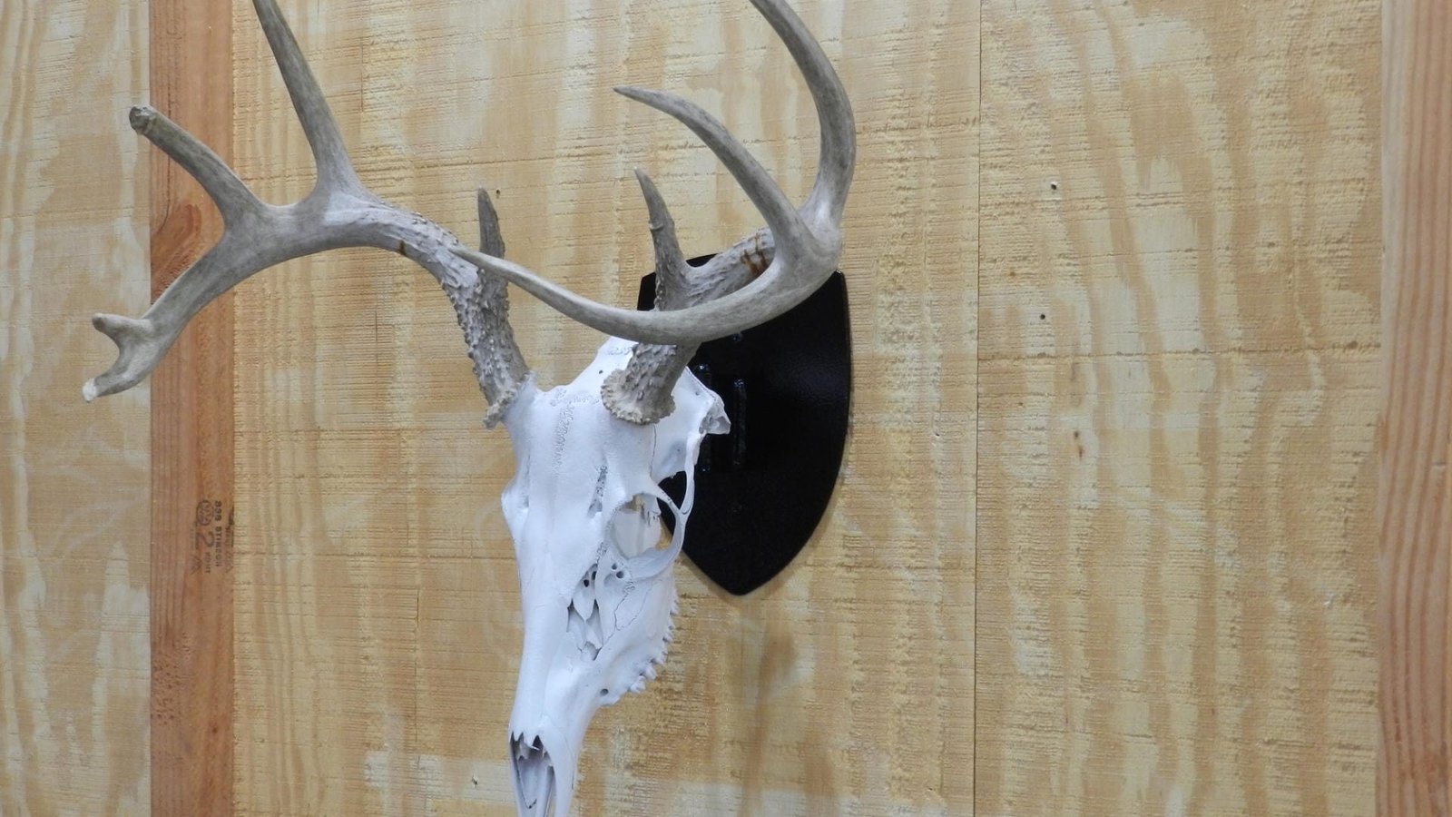 European Mount Deer Skull Hanger Decorative Plaque - Image 10